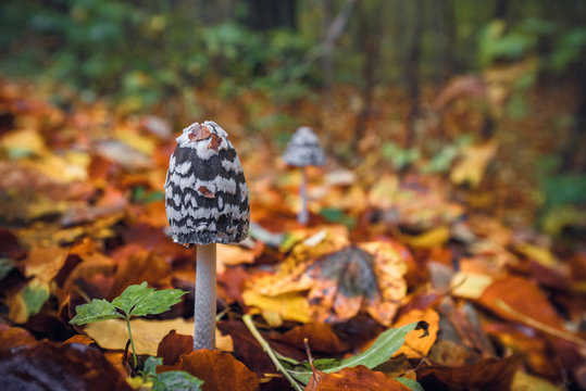 Coprinopsis picacea mushrooms in a autumn scenery