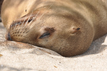 Galapagos Sea Lion sleeping