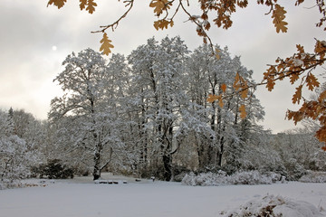 Snow-covered park in november day