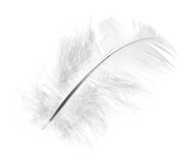 Feather of the bird on white background white feather on a white background