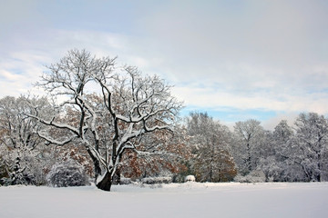 Fototapeta na wymiar Snow-covered park in november day