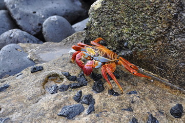 Galapagos Lightfoot Crab