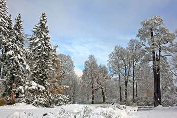 Snow-covered park in sunny day