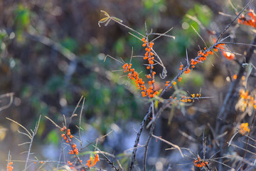 Common sea-buckthorn (Hippophae rhamnoides) twigs with ripe berries in natural habitat