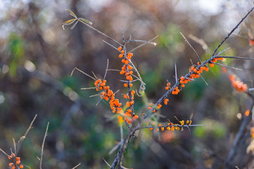 Common sea-buckthorn (Hippophae rhamnoides) twigs with ripe berries in natural habitat