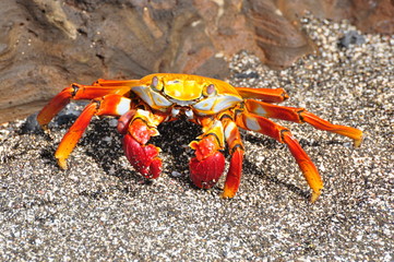 Galapagos Sally Lightfoot Crab