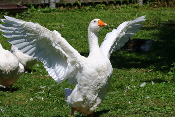 Weiße Hausgans schlägt mit den Flügeln, Anser, Gans
