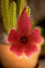 Cactus flower