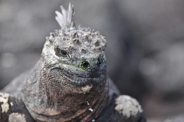 Galapagos Marine Iguana