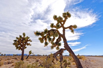 Joshua Tree in the desert
