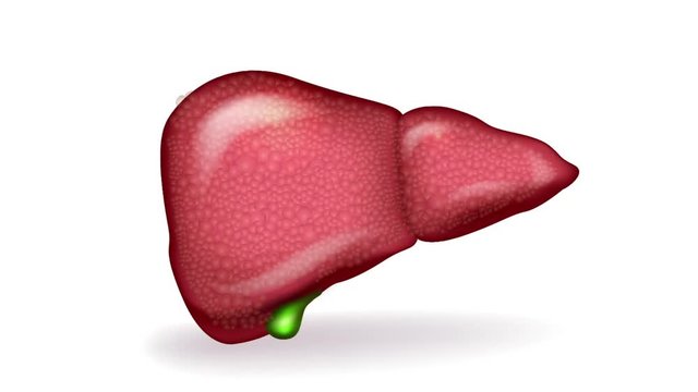 Cirrhosis of the Liver, from normal till damaged liver.