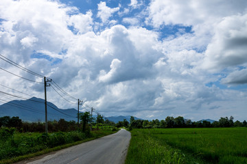 Fototapeta na wymiar Thai agriculture