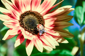 Biene auf einer Blume © Franz