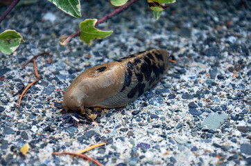 Black Spotted Slug