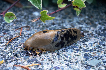 Black Spotted Slug