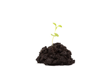 Heap dirt with a green plant sprout