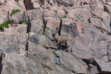 mountain goat on the hill