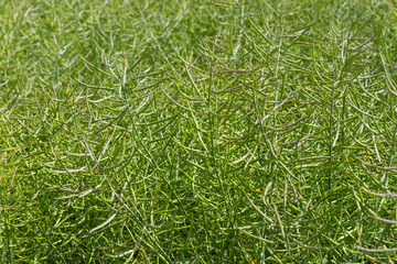 green ripening canola in a field close-up