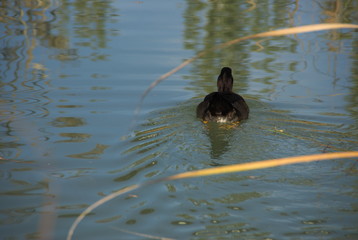 Pato nadando
