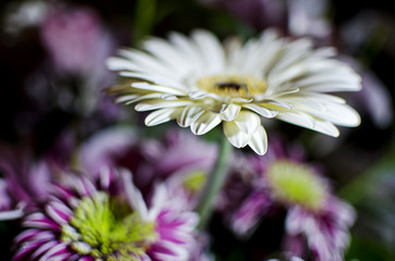Close Up of a Gerbera Flower