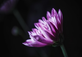 Side Profile of Gerbera Flower