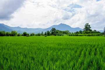 Thai agriculture