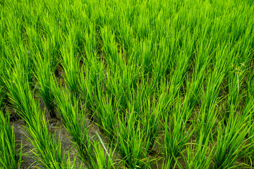 Thai agriculture
