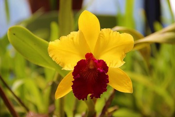 Orchidee 17