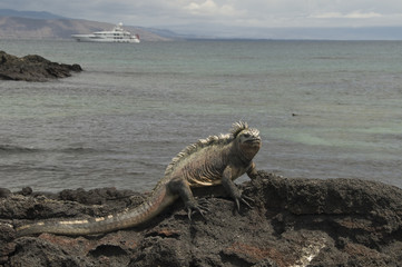 Marine Iguana and Ship, Galapagos