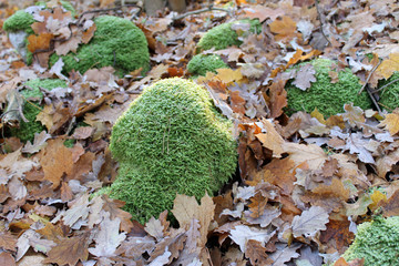 Moos zwischen Herbstblätter