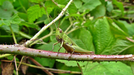 grasshopper sits on a stalk