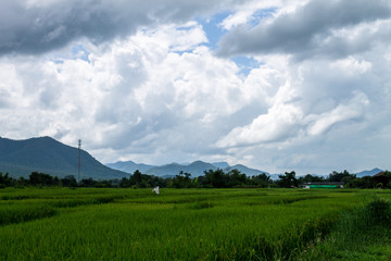 Fototapeta premium Thai agriculture