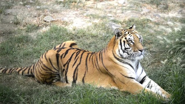 Lying down tiger in a national park in izmir