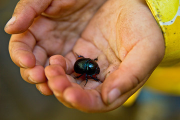 Käfer, im Wald, Kinderhand, Kind mit Käfer, natürlich, Insekt