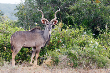 Between the flower bushes there is a Greater Kudu standing