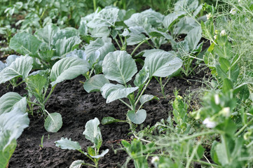 growing vegetables cabbage and  pea in the vegetable garden