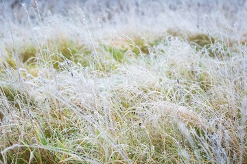 Hoarfrost on plant