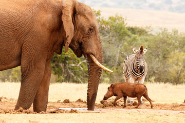 Warthog running pass the Zebra and the Bush Elephant