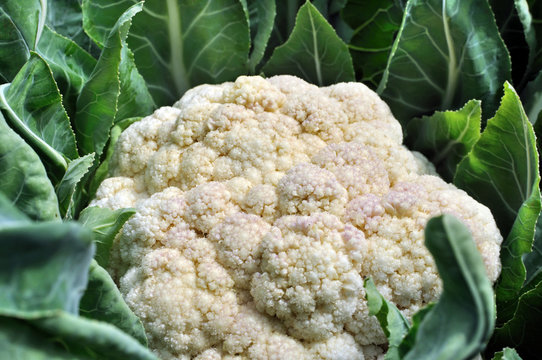 cauliflower in the vegetable garden