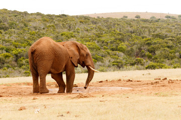 Fototapeta na wymiar Bush Elephant standing with his body twisted