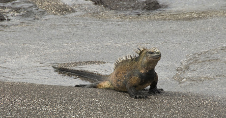 Marine Iguana on Beach