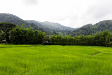 Fototapeta na wymiar ein Reisfeld mit Bergen und Wald im Hintergrund