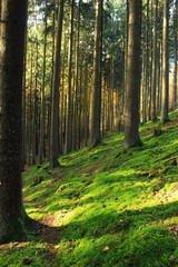 Obraz premium Tannenwald mit Moos Boden