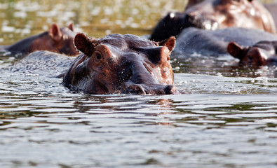 Fototapeta premium Hippo, Kanzinga Channel
