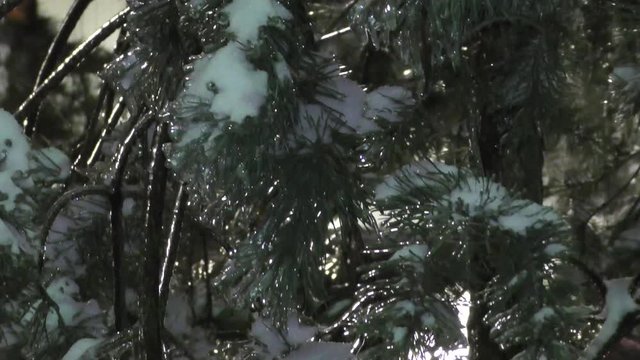In November the leaves and needles of trees in the city were inside the icicles