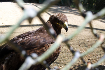 Eagle behind bars