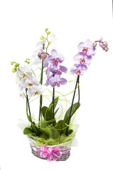 Naklejka na ściany i meble Beautiful orchid in a pot isolated
