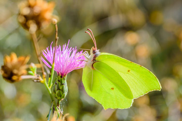 Butterfly on pink innkeeper.