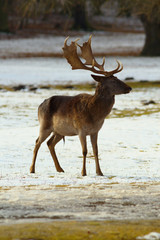 Fallow deer