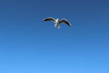freedom